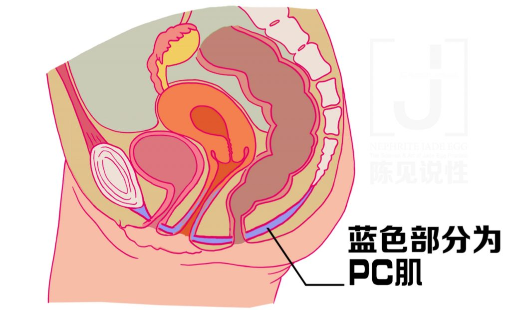 陈见现代玉蛋功锻炼女性视频教程插图1